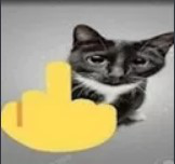 Fuck you cat